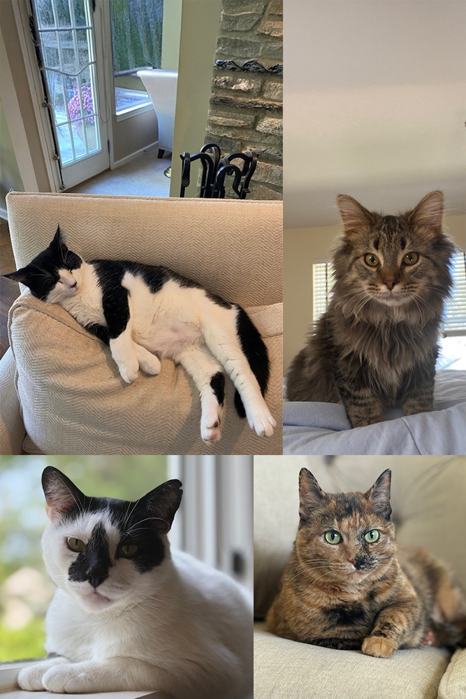 Photo of Cats Rescued by Doug R. Henry