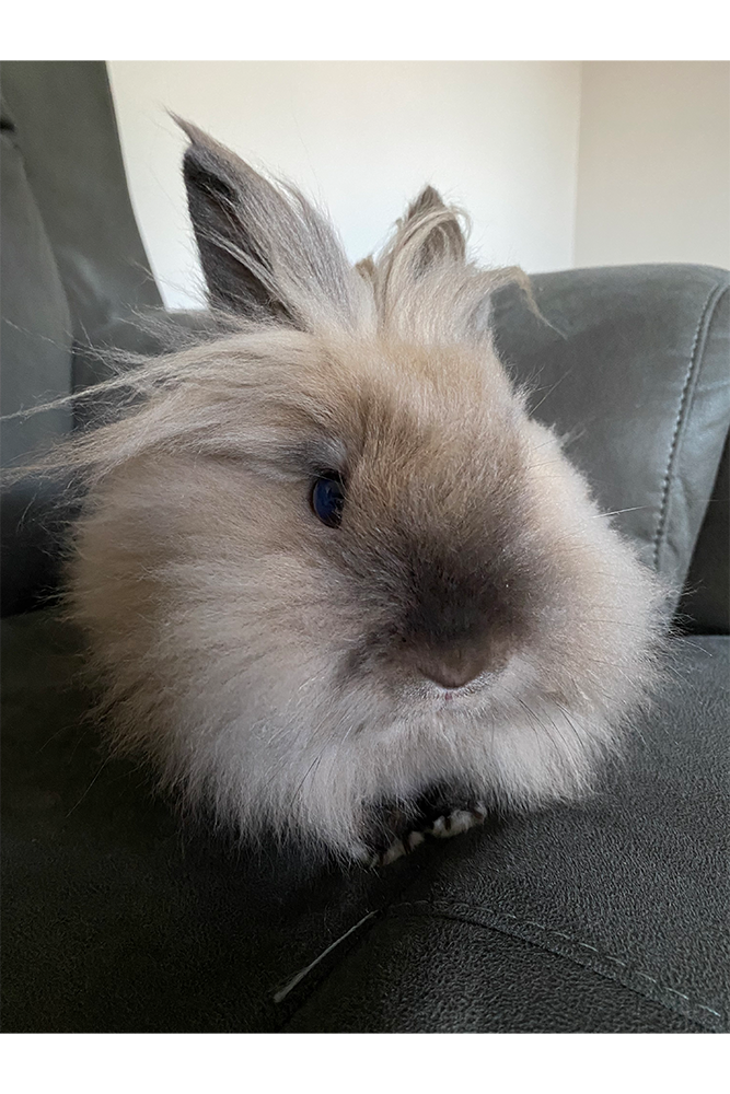 Photo of Ginger