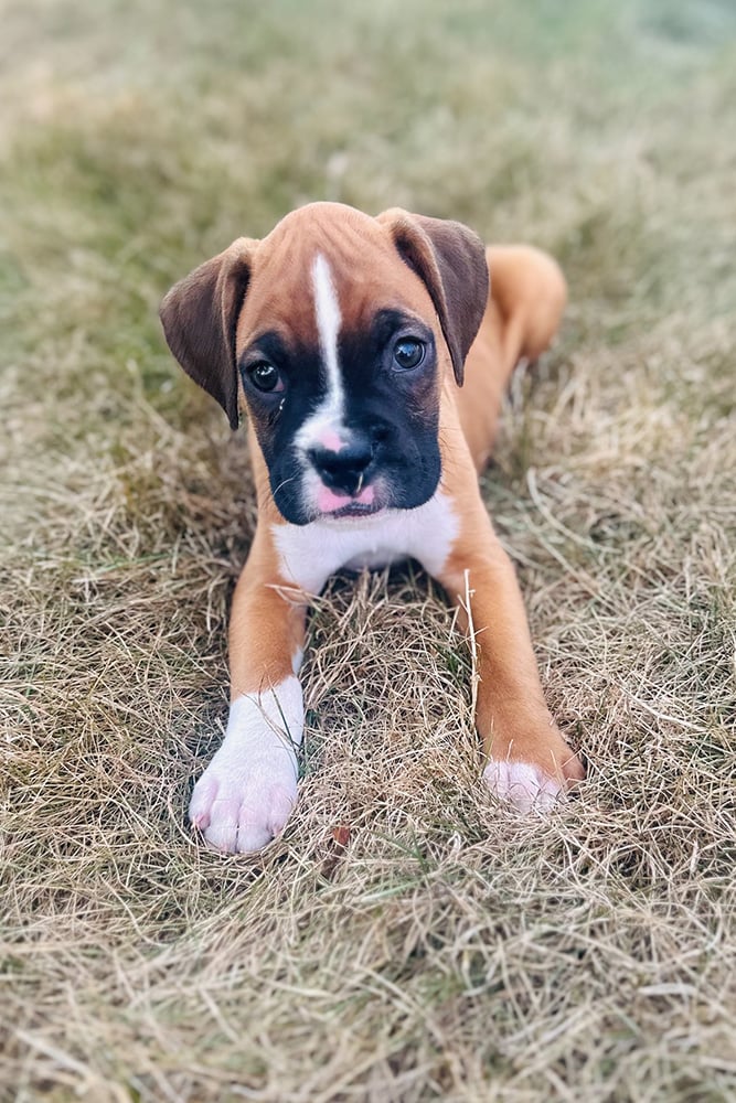 Photo of Mowgli