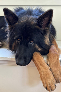 Photo of Auggie the dog