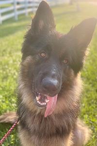 Photo of Auggie the dog