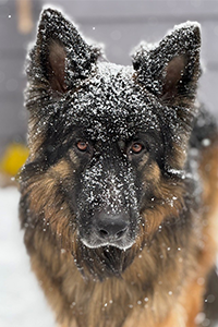 Photo of Auggie the dog