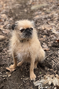 Photo of Finster the dog