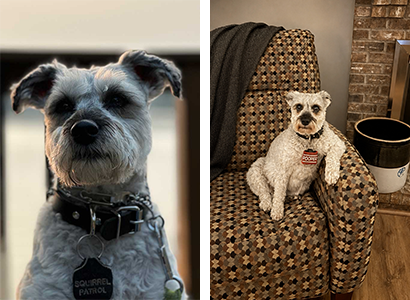 Photo of Pepper the dog