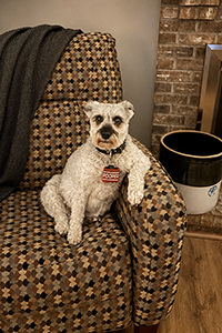 Photo of Pepper the dog